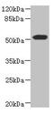 ASPSCR1 Tether For SLC2A4, UBX Domain Containing antibody, LS-C675393, Lifespan Biosciences, Western Blot image 