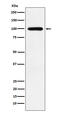Calmegin antibody, M05261-1, Boster Biological Technology, Western Blot image 