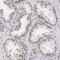 Small Nuclear Ribonucleoprotein D3 Polypeptide antibody, PA5-51524, Invitrogen Antibodies, Immunohistochemistry frozen image 