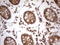 Immunoglobulin Superfamily Member 11 antibody, LS-C789999, Lifespan Biosciences, Immunohistochemistry frozen image 