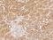 Mitochondrial RRNA Methyltransferase 1 antibody, 205793-T08, Sino Biological, Immunohistochemistry paraffin image 