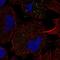 Fibroblast Growth Factor Receptor Like 1 antibody, HPA068828, Atlas Antibodies, Immunofluorescence image 