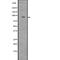 SMAD Specific E3 Ubiquitin Protein Ligase 2 antibody, abx218682, Abbexa, Western Blot image 