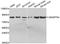 ADAM Metallopeptidase With Thrombospondin Type 1 Motif 4 antibody, LS-C332140, Lifespan Biosciences, Western Blot image 