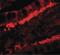 Kringle Containing Transmembrane Protein 1 antibody, PA5-34520, Invitrogen Antibodies, Immunofluorescence image 