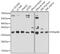 Mitochondrial Ribosomal Protein L46 antibody, 18-318, ProSci, Western Blot image 