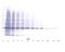 Interleukin 25 antibody, XP-5202, ProSci, Western Blot image 