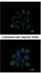 Leucine Zipper And EF-Hand Containing Transmembrane Protein 1 antibody, NBP1-33433, Novus Biologicals, Immunofluorescence image 