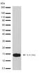 IL-4 antibody, 710254, Invitrogen Antibodies, Western Blot image 