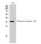 Olfactory Receptor Family 5 Subfamily A Member 2 antibody, A16891, Boster Biological Technology, Western Blot image 