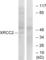 X-Ray Repair Cross Complementing 2 antibody, abx013255, Abbexa, Western Blot image 