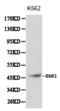 BMI1 Proto-Oncogene, Polycomb Ring Finger antibody, LS-C192237, Lifespan Biosciences, Western Blot image 