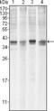 MCL1 Apoptosis Regulator, BCL2 Family Member antibody, MA5-15236, Invitrogen Antibodies, Western Blot image 