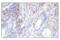 Colony Stimulating Factor 1 Receptor antibody, 28917S, Cell Signaling Technology, Immunohistochemistry frozen image 