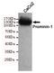 Prominin 1 antibody, STJ99200, St John