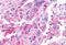Leucine Rich Repeat Containing G Protein-Coupled Receptor 4 antibody, MBS244307, MyBioSource, Immunohistochemistry frozen image 
