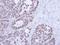 Nuclear RNA Export Factor 1 antibody, LS-C185462, Lifespan Biosciences, Immunohistochemistry frozen image 