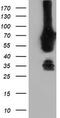 N-Myristoyltransferase 2 antibody, TA504072, Origene, Western Blot image 