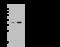 Hepatitis A Virus Cellular Receptor 2 antibody, 51152-T48, Sino Biological, Western Blot image 