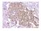 WW Domain Containing Oxidoreductase antibody, M01223, Boster Biological Technology, Immunohistochemistry frozen image 