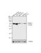 Dihydropyrimidinase Like 5 antibody, GTX19352, GeneTex, Western Blot image 