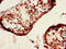 Dynein Axonemal Assembly Factor 4 antibody, CSB-PA855504LA01HU, Cusabio, Immunohistochemistry paraffin image 