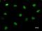 Chromodomain Helicase DNA Binding Protein 1 Like antibody, LS-C342417, Lifespan Biosciences, Immunofluorescence image 