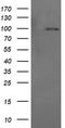 Phosphoinositide-3-Kinase Regulatory Subunit 5 antibody, TA505816S, Origene, Western Blot image 