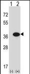 Guanosine Monophosphate Reductase antibody, PA5-48473, Invitrogen Antibodies, Western Blot image 