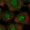 Kinesin-like protein KIF2A antibody, NBP2-55116, Novus Biologicals, Immunofluorescence image 