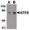 Activating Transcription Factor 6 antibody, PA5-20215, Invitrogen Antibodies, Western Blot image 