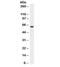 Mitochondria antibody, 33-253, ProSci, Western Blot image 