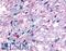 Melatonin-related receptor antibody, LS-A6618, Lifespan Biosciences, Immunohistochemistry frozen image 