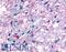 G Protein-Coupled Receptor 50 antibody, LS-A6618, Lifespan Biosciences, Immunohistochemistry frozen image 