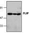 CASP8 And FADD Like Apoptosis Regulator antibody, GTX59693, GeneTex, Western Blot image 