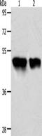 Acyl-CoA Thioesterase 9 antibody, CSB-PA729731, Cusabio, Western Blot image 
