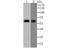 PARP2 antibody, NBP2-76861, Novus Biologicals, Western Blot image 