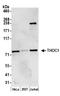 THO Complex 1 antibody, A302-839A, Bethyl Labs, Western Blot image 