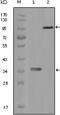 HCK Proto-Oncogene, Src Family Tyrosine Kinase antibody, 32-168, ProSci, Enzyme Linked Immunosorbent Assay image 