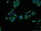 Cofilin 2 antibody, 11848-1-AP, Proteintech Group, Immunofluorescence image 