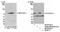 Zinc Finger And BTB Domain Containing 7A antibody, NB100-762, Novus Biologicals, Western Blot image 