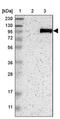 Actin Filament Associated Protein 1 antibody, PA5-53356, Invitrogen Antibodies, Western Blot image 