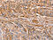 Galectin 1 antibody, CSB-PA092958, Cusabio, Immunohistochemistry paraffin image 