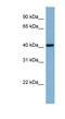 Putative protein PLEKHA9 antibody, NBP1-70675, Novus Biologicals, Western Blot image 