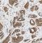 Eukaryotic Translation Initiation Factor 2B Subunit Gamma antibody, FNab02695, FineTest, Immunohistochemistry paraffin image 