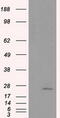 NME/NM23 Nucleoside Diphosphate Kinase 4 antibody, TA501142, Origene, Western Blot image 