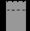 Eukaryotic Translation Initiation Factor 4A3 antibody, 200323-T36, Sino Biological, Western Blot image 