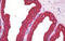 Keratin 8 antibody, MBS245523, MyBioSource, Immunohistochemistry frozen image 