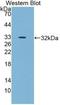 Epidermal Growth Factor antibody, LS-C314195, Lifespan Biosciences, Western Blot image 
