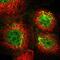 Tetraspanin 1 antibody, HPA011909, Atlas Antibodies, Immunofluorescence image 